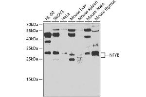 Western blot analysis of extracts of various cell lines, using NFYB antibody (ABIN6128340, ABIN6144602, ABIN6144603 and ABIN6223127) at 1:500 dilution. (NFYB anticorps  (AA 1-207))