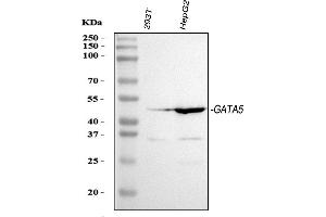 anti-GATA Binding Protein 5 (GATA5) (AA 1-397) antibody