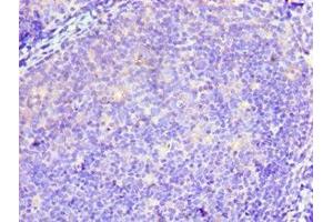 Immunohistochemistry of paraffin-embedded human tonsil tissue using ABIN7173940 at dilution of 1:100