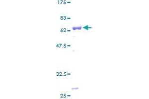 Image no. 1 for Apolipoprotein L, 2 (APOL2) (AA 1-337) protein (GST tag) (ABIN1345383)