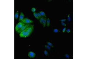 Immunofluorescent analysis of HepG2 cells using ABIN7157146 at dilution of 1:100 and Alexa Fluor 488-congugated AffiniPure Goat Anti-Rabbit IgG(H+L) (IZUMO4 anticorps  (AA 16-214))