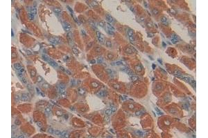 Detection of UCN2 in Mouse Stomach Tissue using Polyclonal Antibody to Urocortin 2 (UCN2)