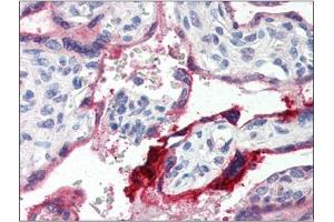 Image no. 1 for anti-Annexin A1 (ANXA1) (C-Term) antibody (ABIN375081) (Annexin a1 anticorps  (C-Term))