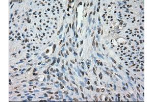 Image no. 3 for anti-Fc gamma RII (CD32) antibody (ABIN1497254) (Fc gamma RII (CD32) anticorps)