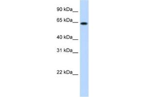 Western Blotting (WB) image for anti-RING Finger Protein 6 (RNF6) antibody (ABIN2461523) (RNF6 anticorps)