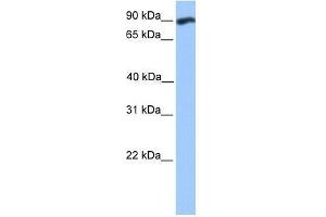 WDFY3 antibody used at 0. (WDFY3 anticorps  (C-Term))