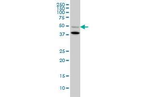 BMP7 monoclonal antibody (M03), clone S52. (BMP7 anticorps  (AA 1-431))