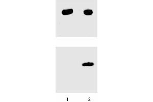 Western blot analysis for Stat3 (pY705). (STAT3 anticorps  (pTyr705))