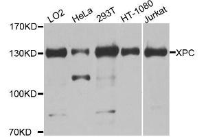 Western blot analysis of extracts of various cell lines, using XPC antibody. (XPC anticorps  (AA 700-940))