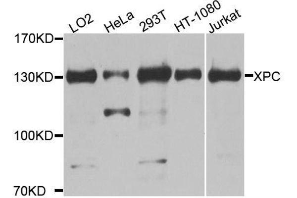 XPC anticorps  (AA 700-940)