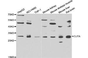 Western blot analysis of extracts of various cell lines, using CUTA antibody.