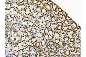 Phospho-RAD18 (Ser471) Antibody at 1/100 staining Rat stomach tissue by IHC-P. (RAD18 anticorps  (pSer471))
