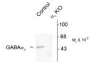 Image no. 2 for anti-gamma-aminobutyric Acid (GABA) A Receptor, alpha 1 (GABRA1) (Cytoplasmic Domain) antibody (ABIN221174) (GABRA1 anticorps  (Cytoplasmic Domain))
