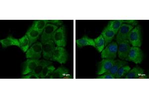 ICC/IF Image alpha-1-Microglobulin antibody detects alpha-1-Microglobulin protein at cytoplasm by immunofluorescent analysis. (AMBP anticorps)