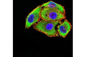Immunofluorescence analysis of Hela cells using GRM5 mouse mAb (green).
