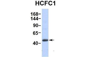 Hum. (HCFC1 anticorps  (Middle Region))