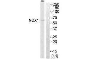 Western blot analysis of extracts from 293 cells, using NOX1 antibody. (NOX1 anticorps  (C-Term))