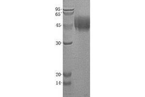 Validation with Western Blot
