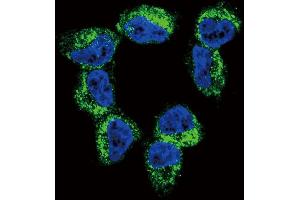 Confocal immunofluorescent analysis of BDNF Antibody (C-term) (ABIN392515 and ABIN2842076) with NCI- cell followed by Alexa Fluor 488-conjugated goat anti-rabbit lgG (green). (BDNF anticorps  (C-Term))