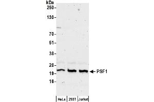 Western Blotting (WB) image for anti-GINS Complex Subunit 1 (Psf1 Homolog) (GINS1) (AA 146-196) antibody (ABIN7451982)