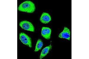 Immunofluorescence (IF) image for anti-Protocadherin gamma Subfamily A, 8 (PCDHGA8) antibody (ABIN2996490) (PCDHGA8 anticorps)