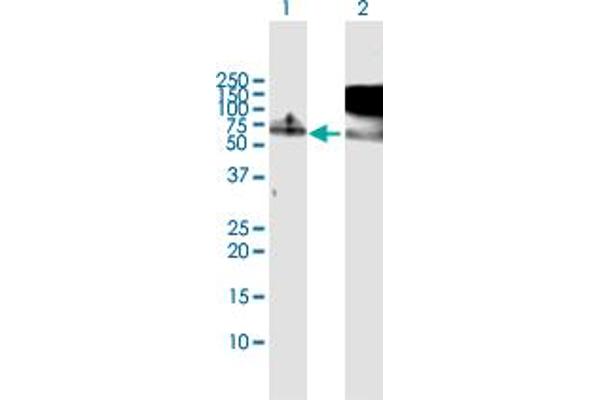 RBM5 anticorps  (AA 1-546)