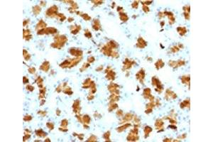 IHC testing of FFPE rat pancreas with Elastase 3B antibody.
