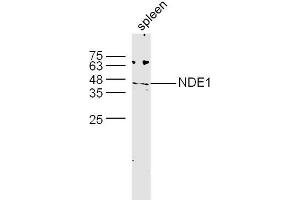 Mouse spleen lysates probed with NDE1 Polyclonal Antibody, unconjugated  at 1:300 overnight at 4°C followed by a conjugated secondary antibody at 1:10000 for 60 minutes at 37°C. (NDE1 anticorps)