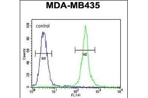 MRM1 Antibody (N-term) (ABIN654341 and ABIN2844111) flow cytometric analysis of MDA-M cells (right histogram) compared to a negative control cell (left histogram).