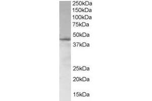 ABIN185276 (1µg/ml) staining of Jurkat lysate (35µg protein in RIPA buffer).