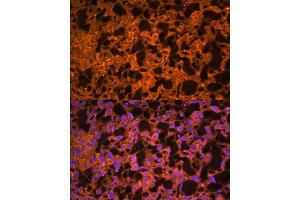 Immunofluorescence analysis of mouse placenta using L antibody  at dilution of 1:100.