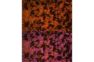 Immunofluorescence analysis of mouse placenta using L antibody  at dilution of 1:100. (LAIR2 anticorps  (AA 22-120))