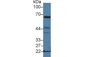 Western blot analysis of Mouse Spleen lysate, using Mouse NCF2 Antibody (2 µg/ml) and HRP-conjugated Goat Anti-Rabbit antibody ( (NCF2 anticorps  (AA 354-525))