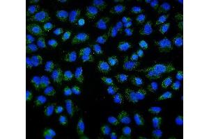 IF analysis of DLL1 using anti-DLL1 antibody (ABIN7600324). (DLL1 anticorps  (AA 18-239))