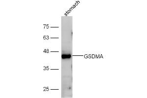 Mouse stomach lysate probed with Anti-GSDMA Polyclonal Antibody, Unconjugated  at 1:5000 for 90 min at 37˚C.