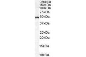 ABIN185607 (1µg/ml) staining of Daudi cell lysate (35µg protein in RIPA buffer). (LEF1 anticorps  (Internal Region))