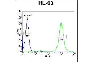Flow cytometric analysis of HL-60 cells (right histogram) compared to a negative control cell (left histogram). (BLM anticorps  (C-Term))
