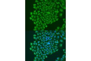 Western blot analysis of extracts of HepG2 cells, using YB-1/YB-1/YBX1 antibody (ABIN7271411) at 1:1000 dilution.