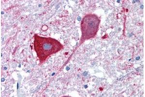 Anti-MRGPRD antibody  ABIN1049068 IHC staining of human brain, medulla. (MRGPRD anticorps  (Extracellular Domain))
