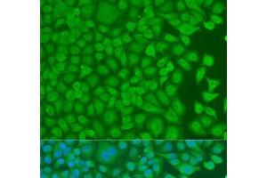 Immunofluorescence analysis of U2OS cells using PCBP1 Polyclonal Antibody at dilution of 1:100. (PCBP1 anticorps)