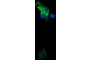 Image no. 1 for anti-Tripartite Motif Containing 38 (TRIM38) (AA 1-265) antibody (ABIN1490679) (TRIM38 anticorps  (AA 1-265))