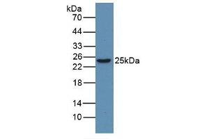Figure. (HMGB1 anticorps  (AA 1-215))
