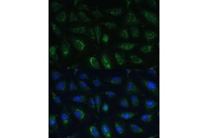 Immunofluorescence analysis of U-2 OS cells using R Polyclonal Antibody (ABIN7269849) at dilution of 1:100 (40x lens).