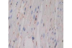 Used in DAB staining on fromalin fixed paraffin- embedded Kidney tissue (CD80 anticorps  (AA 38-246))