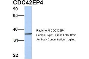 Host: Rabbit Target Name: CDC42EP4 Sample Type: Human Fetal Brain Antibody Dilution: 1. (CDC42EP4 anticorps  (N-Term))