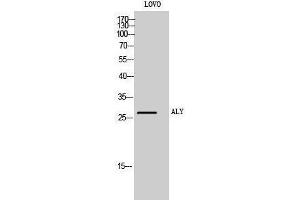 Western Blotting (WB) image for anti-THO Complex 4 (THOC4) (Internal Region) antibody (ABIN3183263) (THO Complex 4 anticorps  (Internal Region))