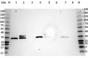 Western Blot of Mouse anti-CDC2 (p34) antibody. (Cdc2, p34 anticorps)