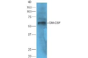 Mouse spleen lysate probed with Rabbit Anti-GM-CSF Polyclonal Antibody  at 1:5000 90min in 37˚C (GM-CSF anticorps  (AA 65-144))