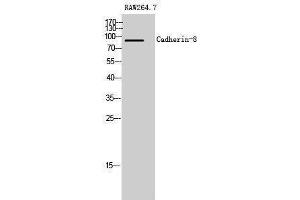 Western Blotting (WB) image for anti-Cadherin 8 (CDH8) (Internal Region) antibody (ABIN3183621) (Cadherin 8 anticorps  (Internal Region))