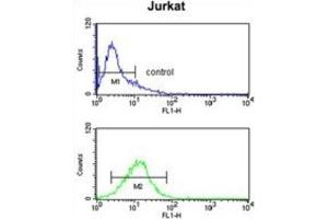 anti-Myosin IA (MYO1A) antibody
